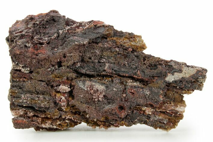 Devonian Petrified Wood (Callixylon) Section - Oldest True Wood #363362